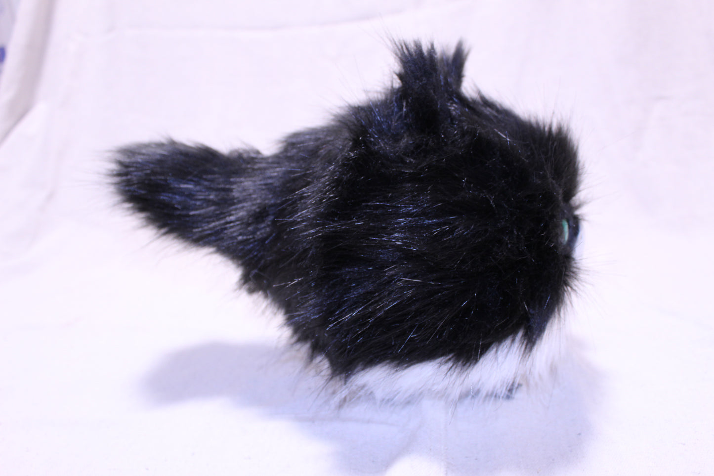 Lothball Kitten Tuxedo with Blue and Green Eyes