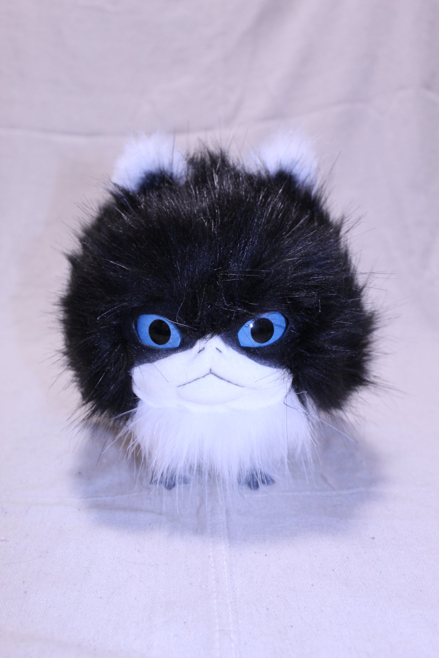 Lothball Kitten Tuxedo with Blue Eyes