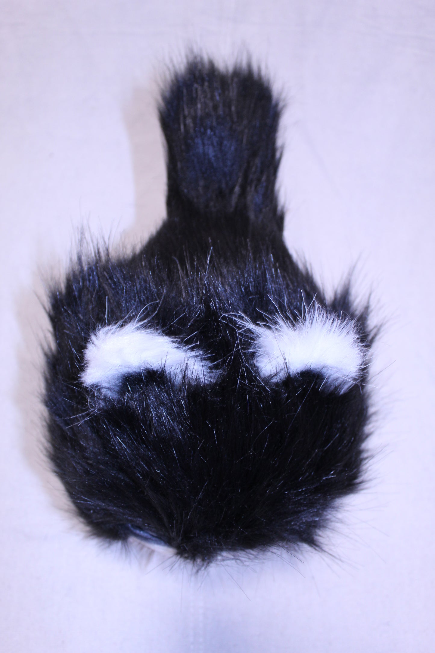 Lothball Kitten Tuxedo with Blue Eyes