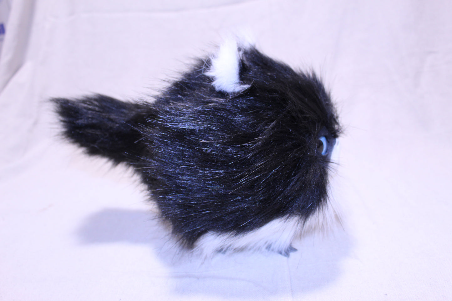 Lothball Kitten Tuxedo with Blue Eyes