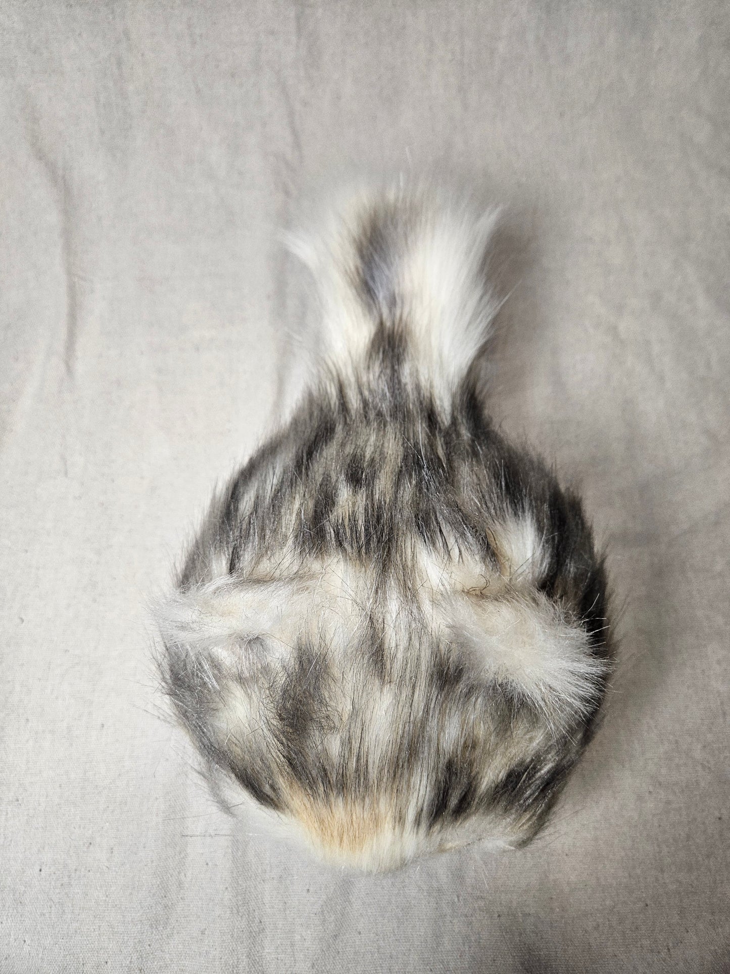 Lothball Kitten Cream with Brown Eyes, Black "Husky" Fur