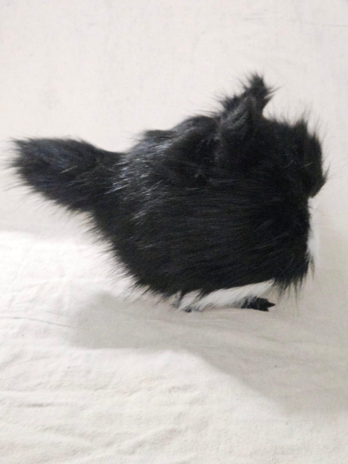 RESERVED Art Doll Lothball Kitten- Black and White with Dark Blue Eyes