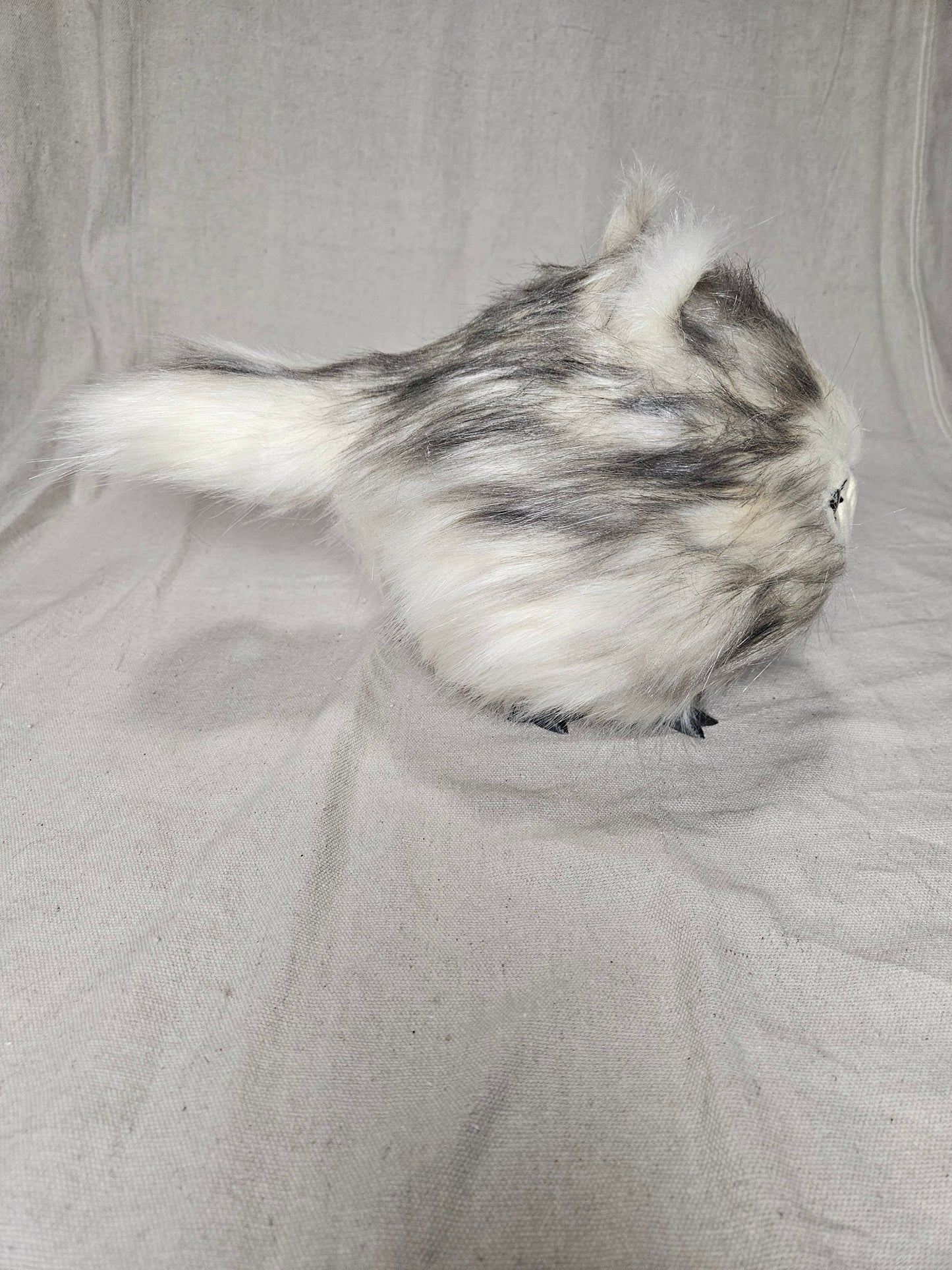 Lothball Kitten Cream with Brown Eyes, Black "Husky" Fur