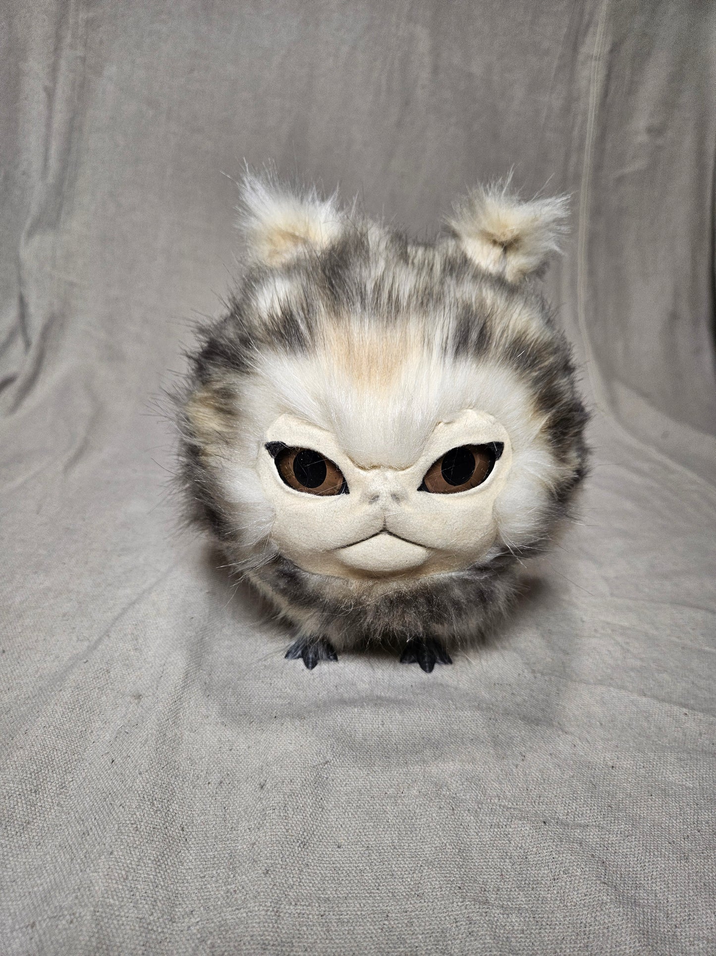 Lothball Kitten Cream with Brown Eyes, Black "Husky" Fur