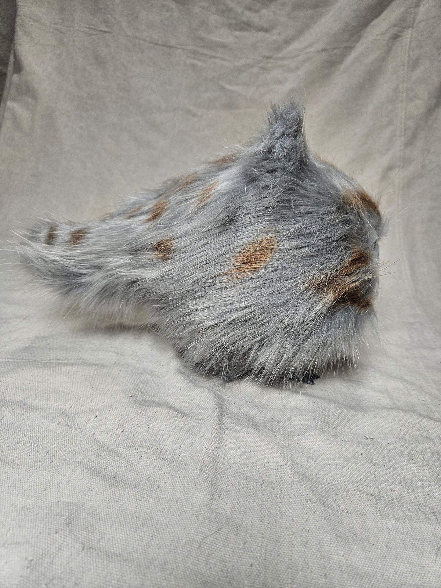Lothball Kitten Gray with Blue Eyes, Brown Spots