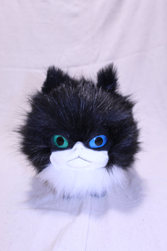 Lothball Kitten Tuxedo with Blue and Green Eyes