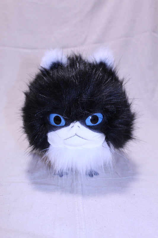 Lothball Kitten Tuxedo with Blue Eyes